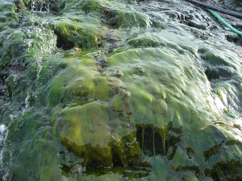 foto_20141116_1447_02.jpg - [de]Die Algen gedeihen prächtig unter dem warmen Wasser.[en]The algae are growing nicely under the warm water.